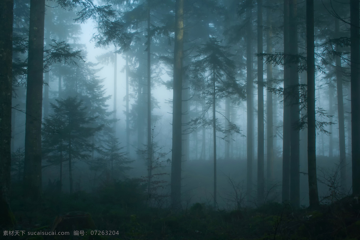 薄雾森林 大雾森林 雾气森林 大自然 薄雾树林 少阳光 唯美 模糊森林 树林 森林 原始森林 树木 水汽森林 薄雾 清晨 自然景观 自然风景