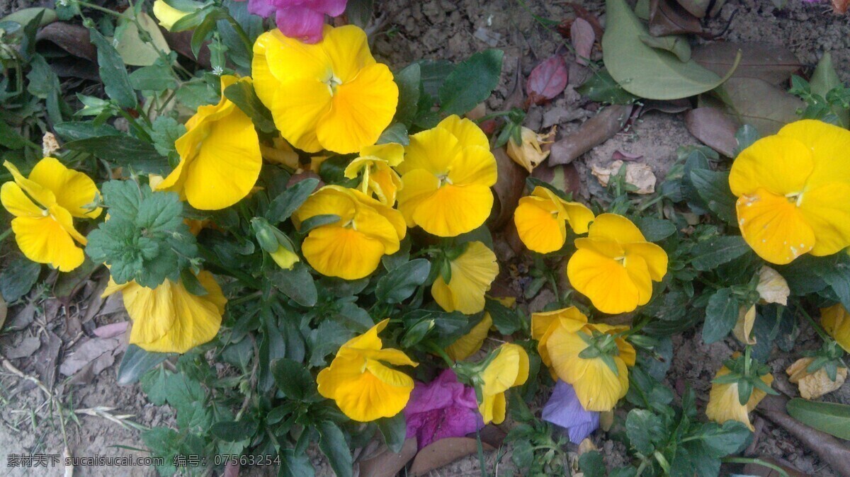 三色堇 花卉 花类 小花 植物 生物世界 花草
