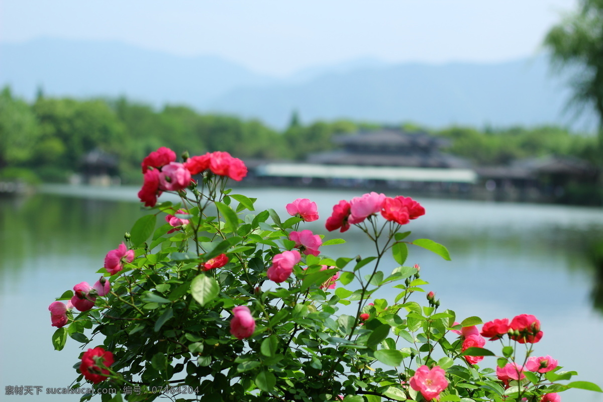 蔷薇花丛 绿色 玫红 红色 品红 绿叶 红花 蔷薇 生物世界 花草