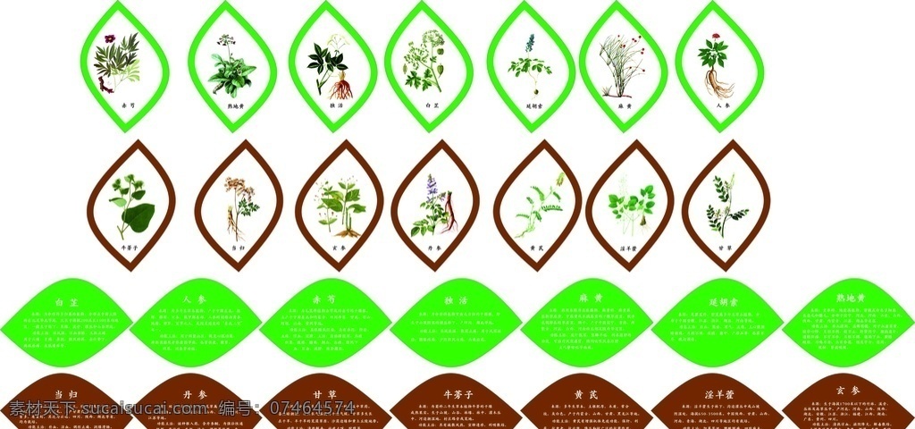 花瓣 造型 中药材 白芷 人参 赤芍 独活 麻黄 延胡索 熟地黄 当归 丹参 甘草 牛蒡子 黄芪 淫羊藿 玄参