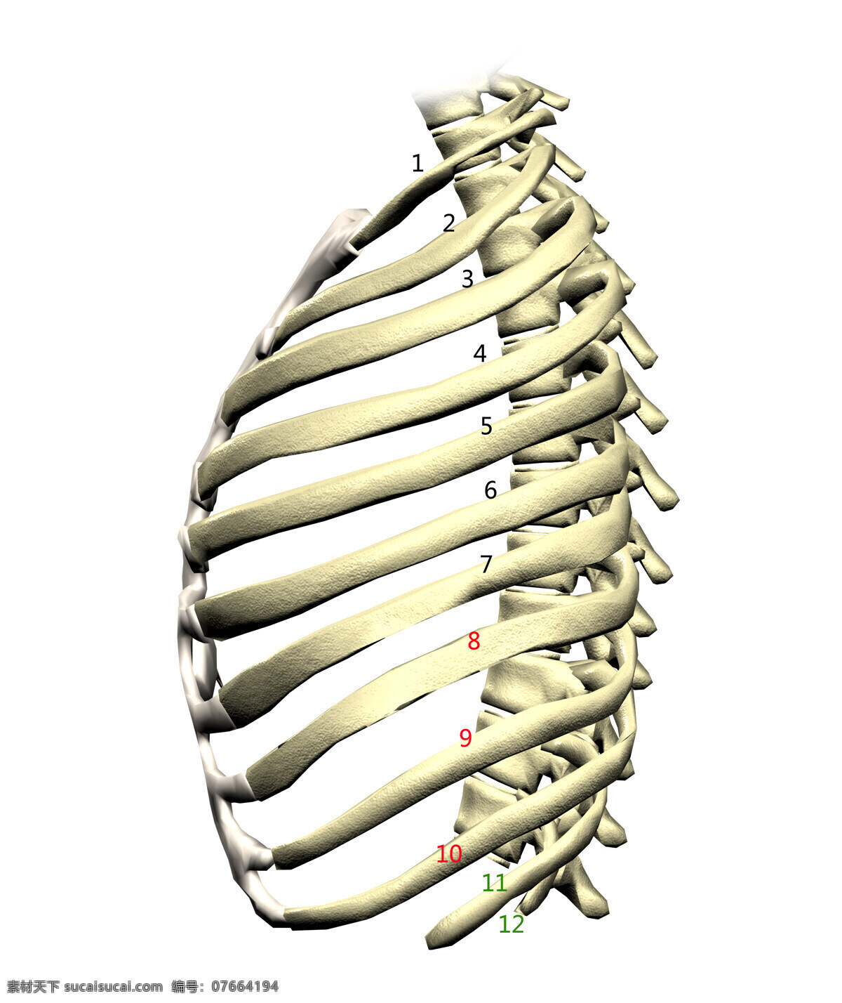 肋骨 肋骨侧面 胸椎 肋骨连接 肋骨数量 生活百科
