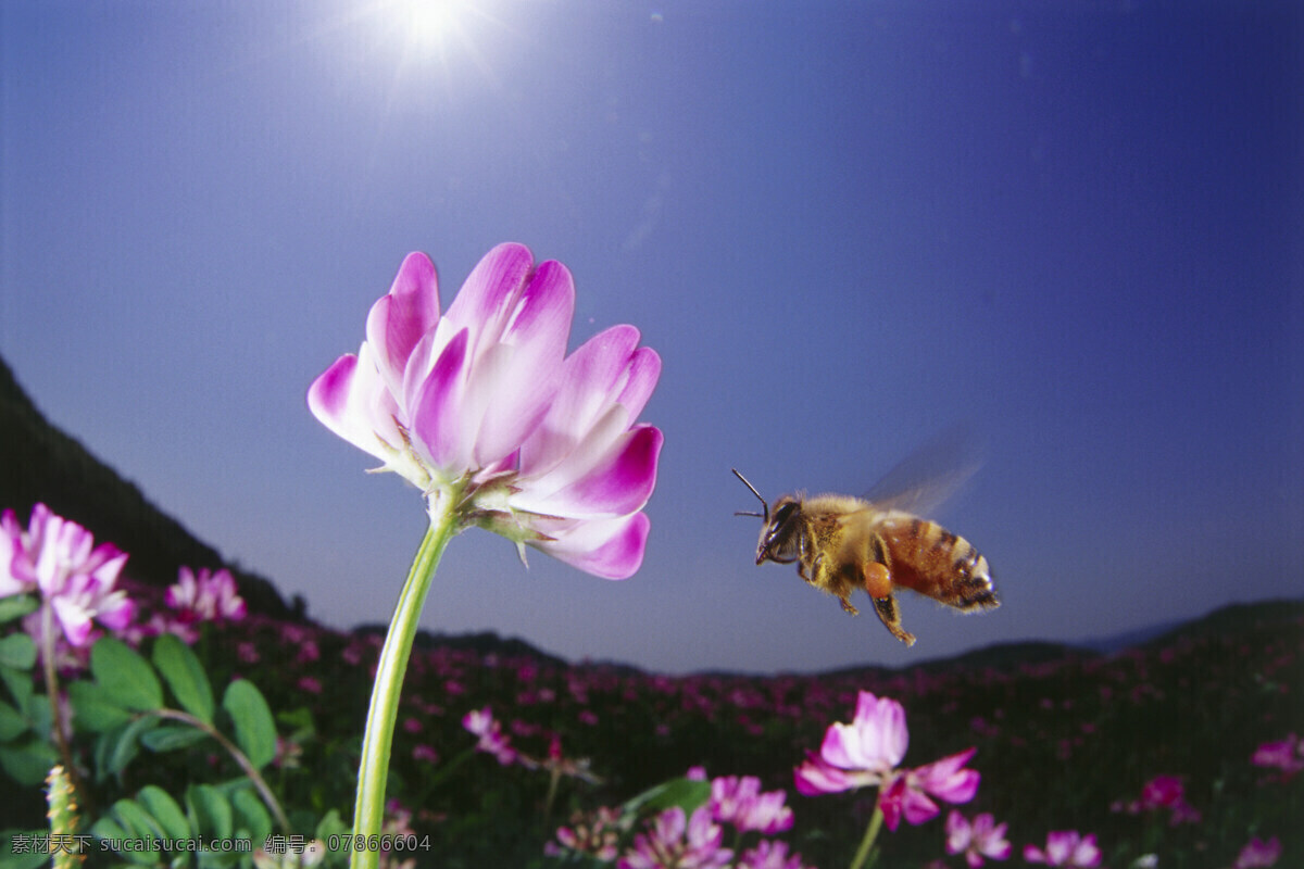 花丛 中 飞来 飞去 小 蜜蜂 小蜜蜂 采蜜 美丽鲜花 花朵 动物世界 昆虫世界 花草树木 生态环境 生物世界 野外 自然界 自然生物 自然生态 高清图片 自然 植物 户外 黑色