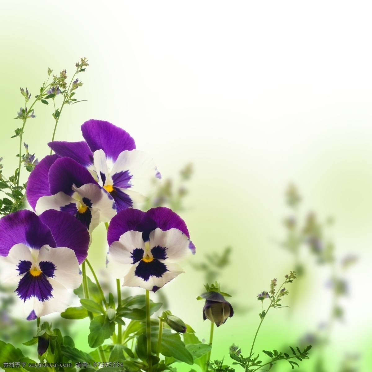 紫色 蝴蝶兰 花朵 鲜花 植物 花草树木 生物世界