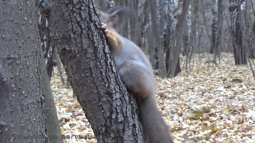 视频背景 实拍视频 视频 视频素材 视频模版 实拍 自然 动物 树干