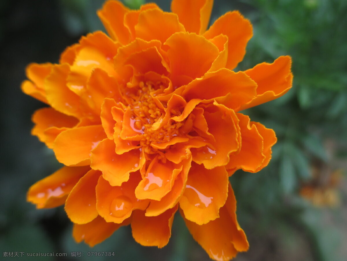 花卉 特写 花朵 园艺 万寿菊 臭芙蓉 植物 生物世界 花草
