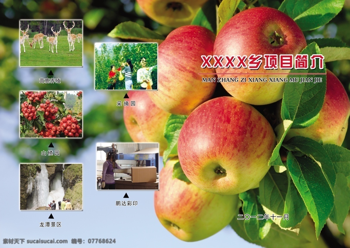 苹果采摘园 苹果 展板设计 苹果底图 苹果海报 优质苹果 苹果图片 苹果展板 青苹果 苹果标签 苹果宣传单 水果苹果 宣传单 分层
