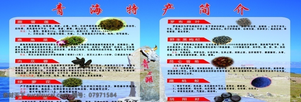 青海特产 青海 土特产 简介 枸杞 藏茵陈 奶酪 葡萄干 藏红花 锁阳 鹿茸 高原谷类 雪菊 牛肉干 冬虫夏草 人参果 昆仑胎菊 野生黑枸杞