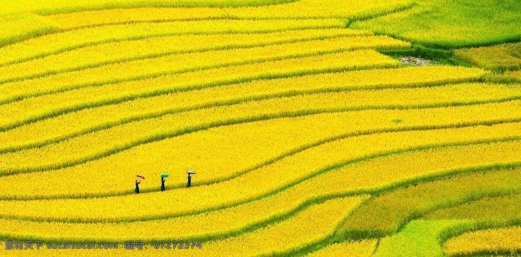 稻田 梯田 少数名族 伞 黄色 丰收 金色 乡村 田园 自然 风光 线条 风景 美景 大自然 自然景观 田园风光