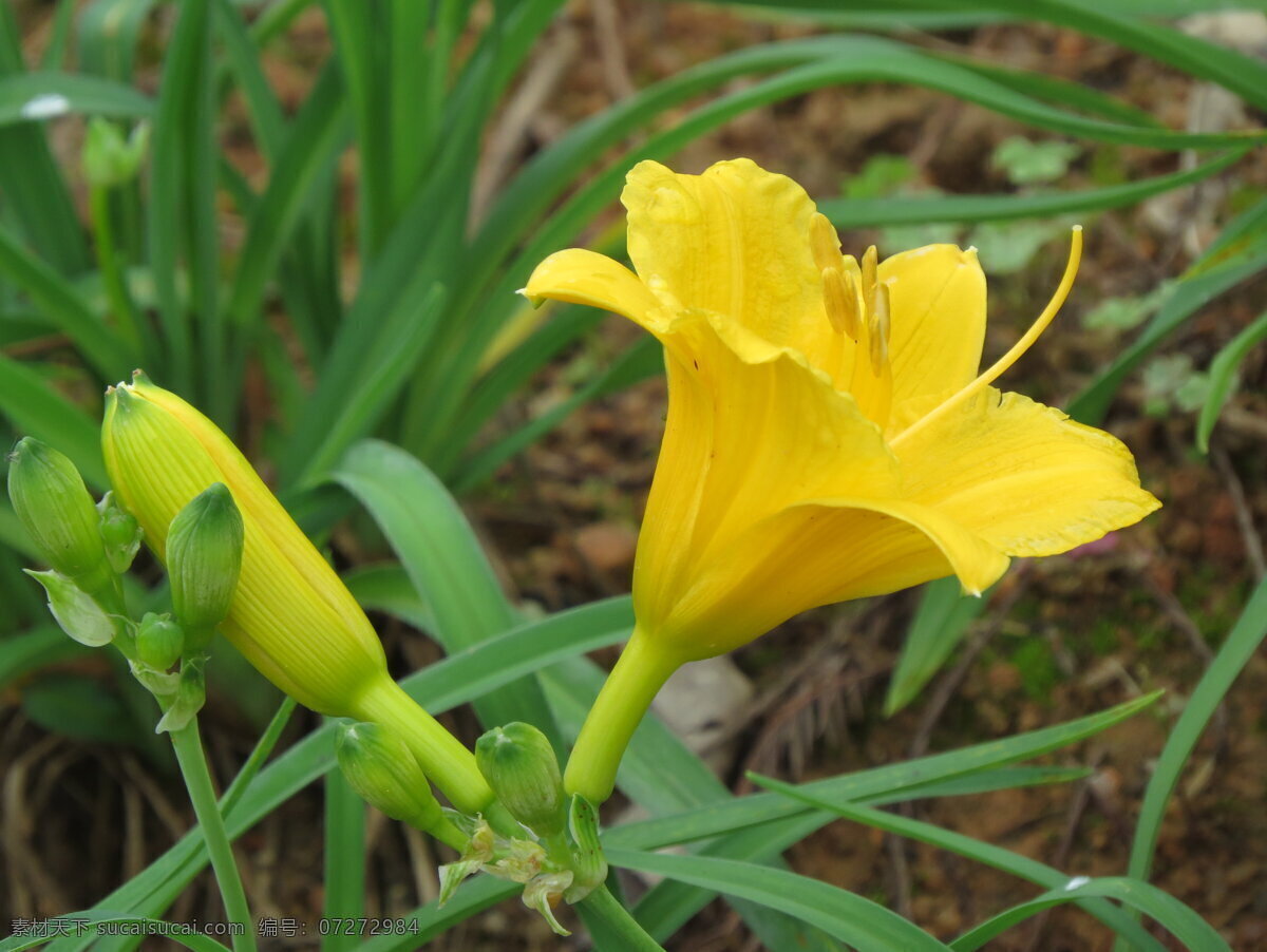 黄花萱草 绿叶 黄色 喇叭型 花蕾 观赏 春天的气息 生物世界 花草