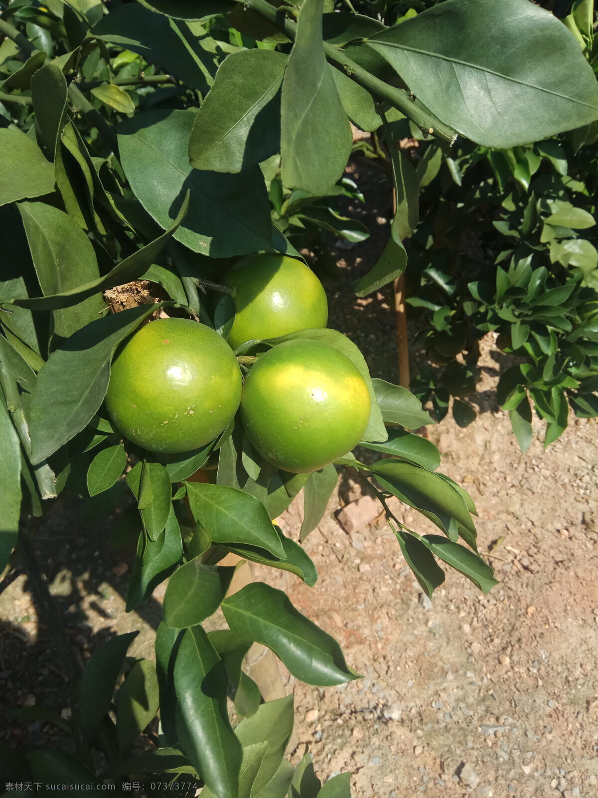 桔子 青桔 沃柑 碰柑 桔树 柑树 青柑 柑子 生物世界 树木树叶