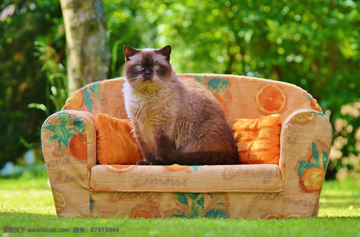 可爱 英国 短 毛 猫 高清 猫咪 小猫 短毛猫 萌宠 宠物
