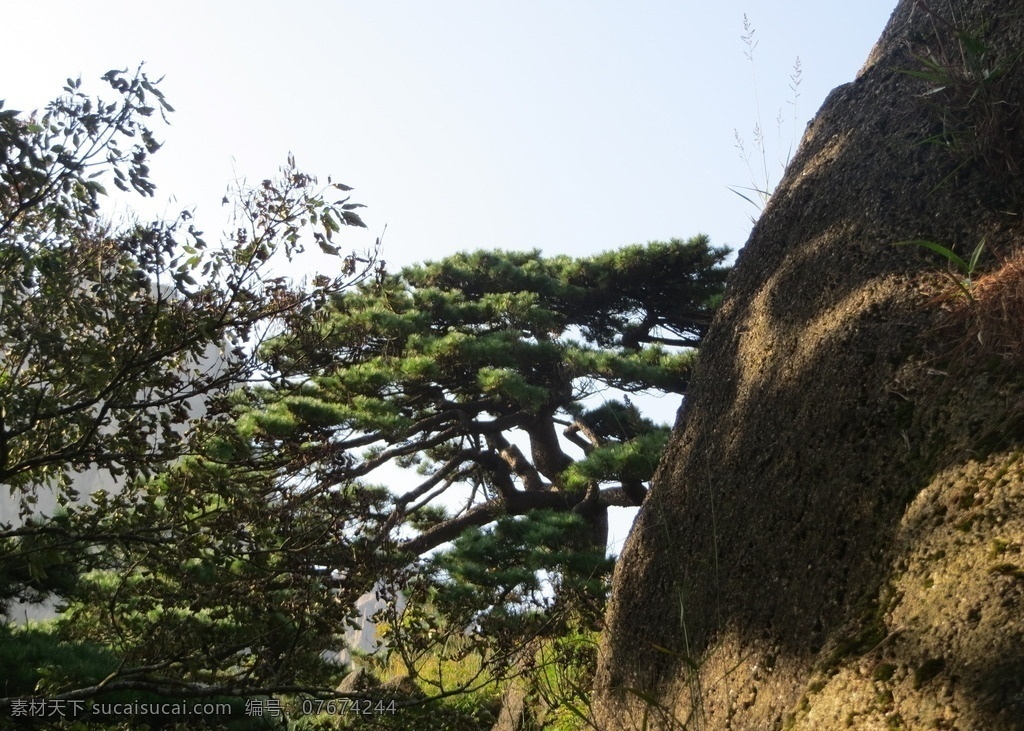 黄山风光 黄山旅游 黄山美景 黄山云海 旅游 云海 松树 高山 风景名胜 自然景观 安徽黄山 黄山秋色 黄山 安徽旅游景点 黄山景色 黄山山峰 山峰