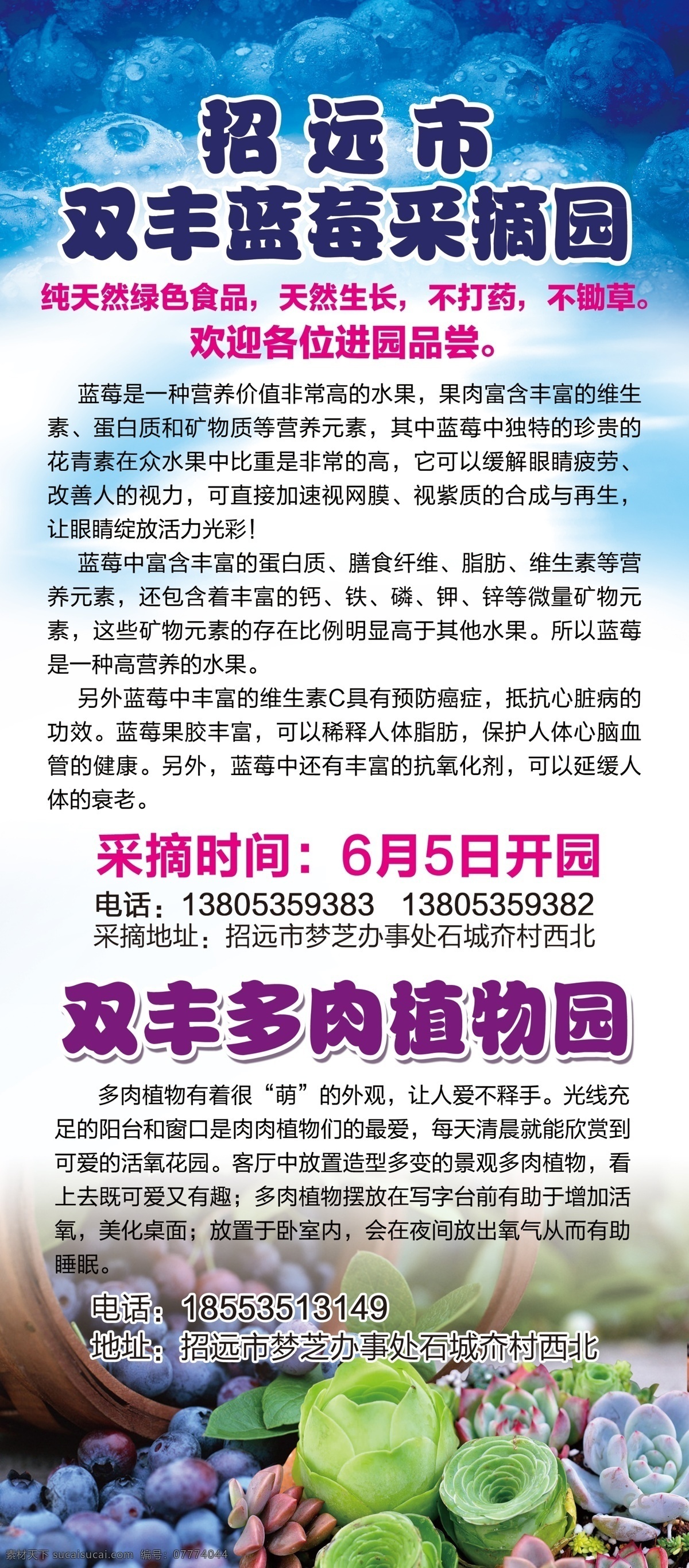 蓝莓采摘展架 蓝莓 生态园采摘 蓝莓采摘园 x展架 易拉宝 水果易拉宝 水果展架 多肉植物园 多肉植物展架 平面设计 果蔬采摘园 绿色食品