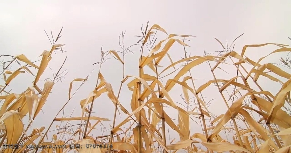 玉米 叶 秋天 景色 多媒体 影视编辑 合成背景素材 mp4