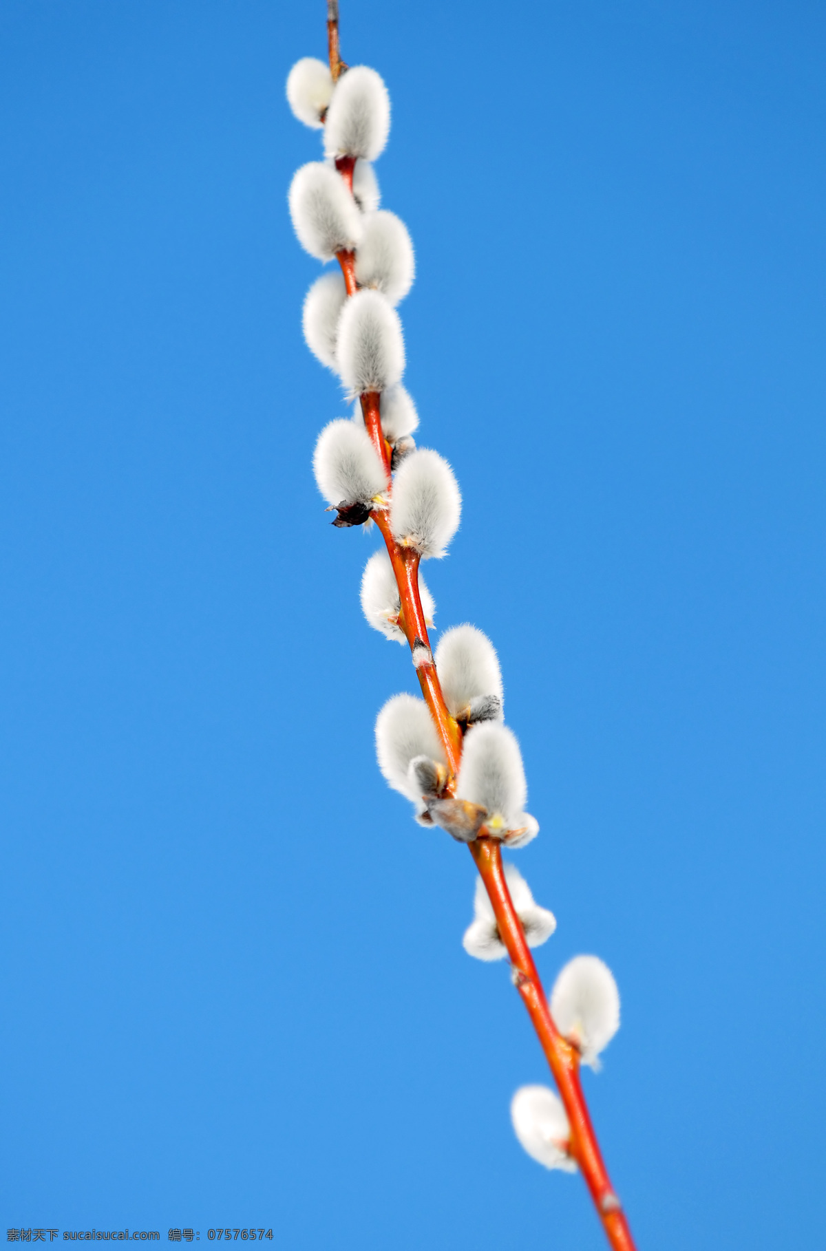 银柳 银柳枝 白银柳 毛茸茸 春节 花市 树木树叶 生物世界