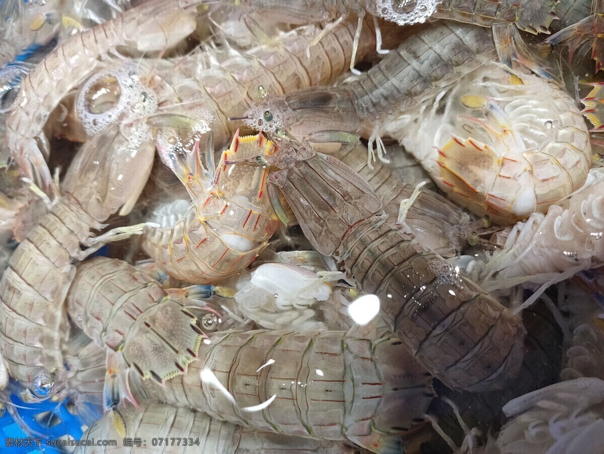 皮皮虾 鱼 虾 蟹 水产品 海鲜 海产品 美食 营养 食材 生物世界 鱼类