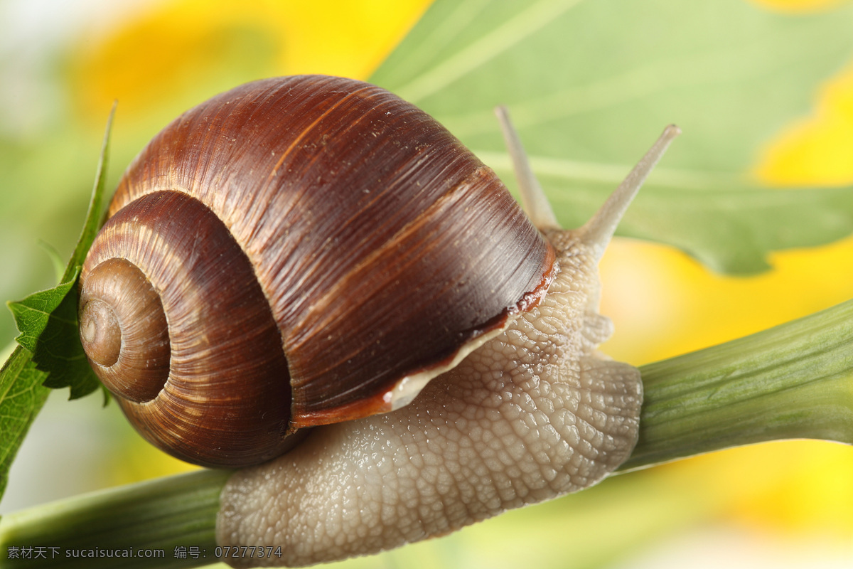 蜗牛 动物 爬行 无脊椎动物 花纹 触角 贝壳 植物上的蜗牛 昆虫世界 生物世界 黄色
