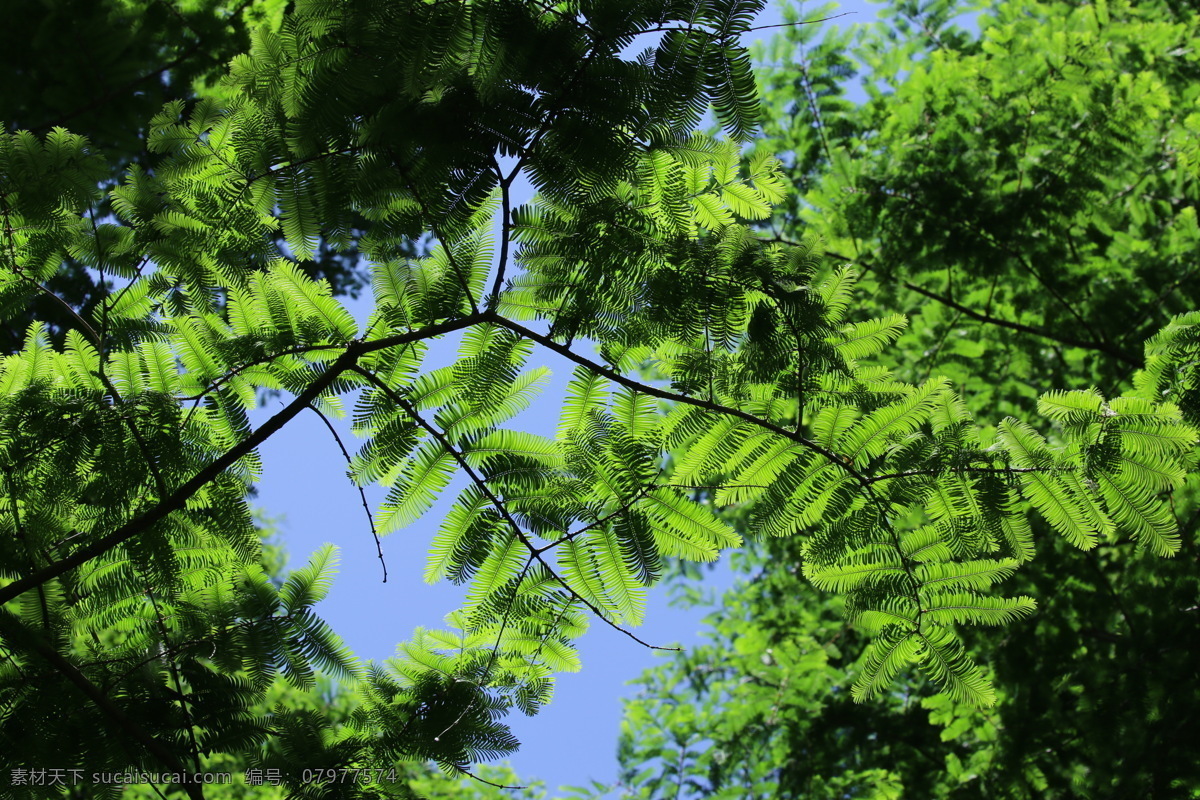 水杉树叶 枝叶 水杉树 植物 园林景观 绿化景观 背景素材 树木树叶 生物世界