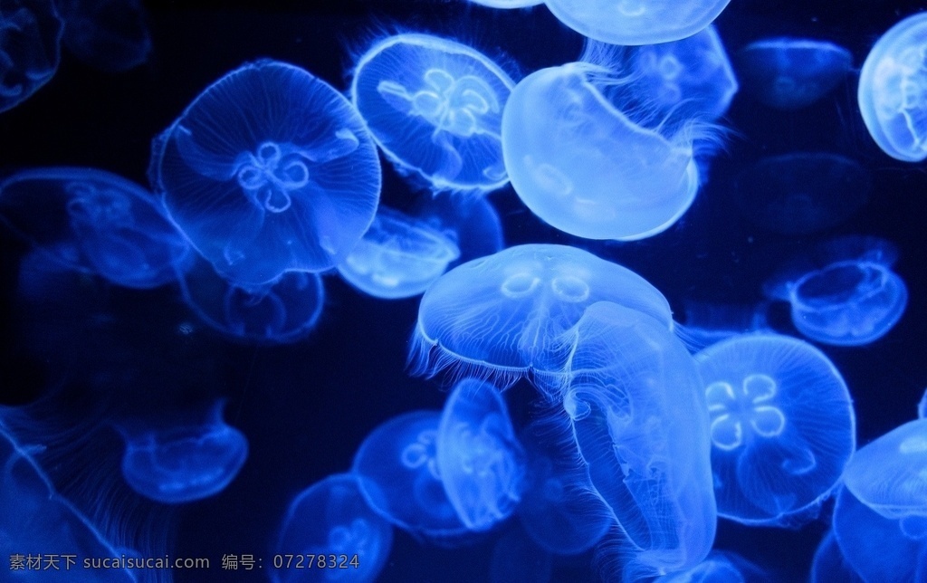 水母图片 水母 水母照片 水母相片 水母摄影图 生物世界 海洋生物