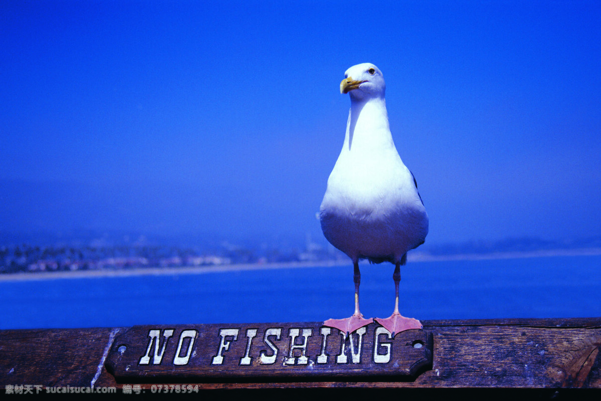 蓝色 鸽子 照片 白鸽 动物 风景 生活 旅游餐饮