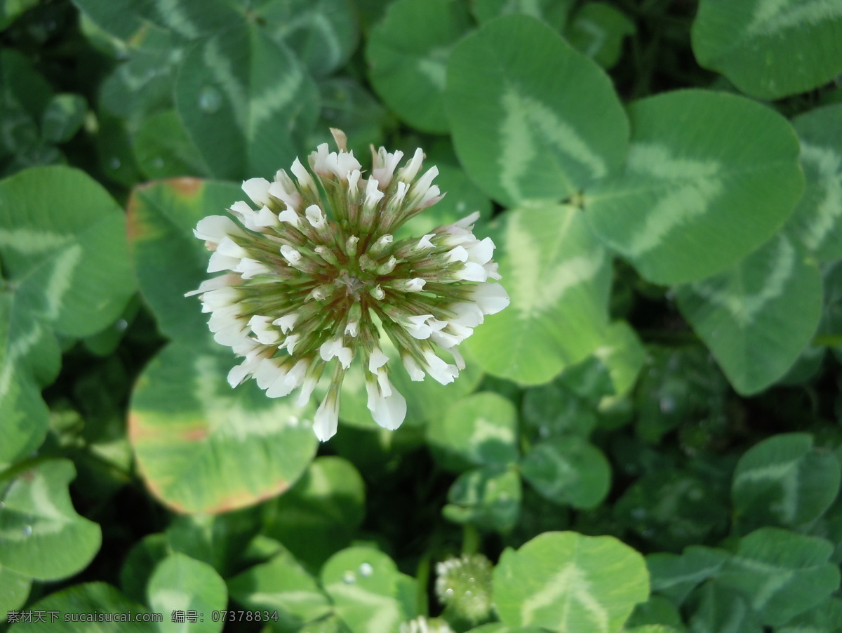 白车轴草 四叶草 小白花 花草 生物世界