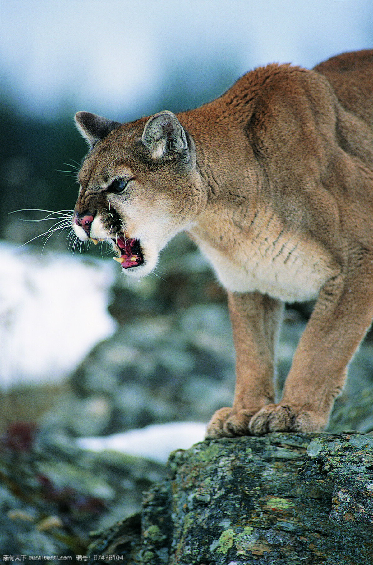 嚎叫 狮子 野生动物 动物世界 哺乳动物 摄影图 陆地动物 生物世界