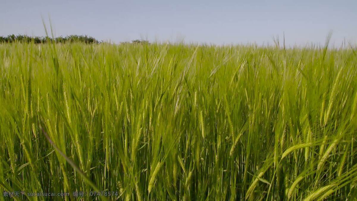 麦田1 行业 自然 大麦 作物 领域 绿色 谷物 粮食 小麦 芒 新鲜的 新的 农业 农场 农事 种子 春天 夏天
