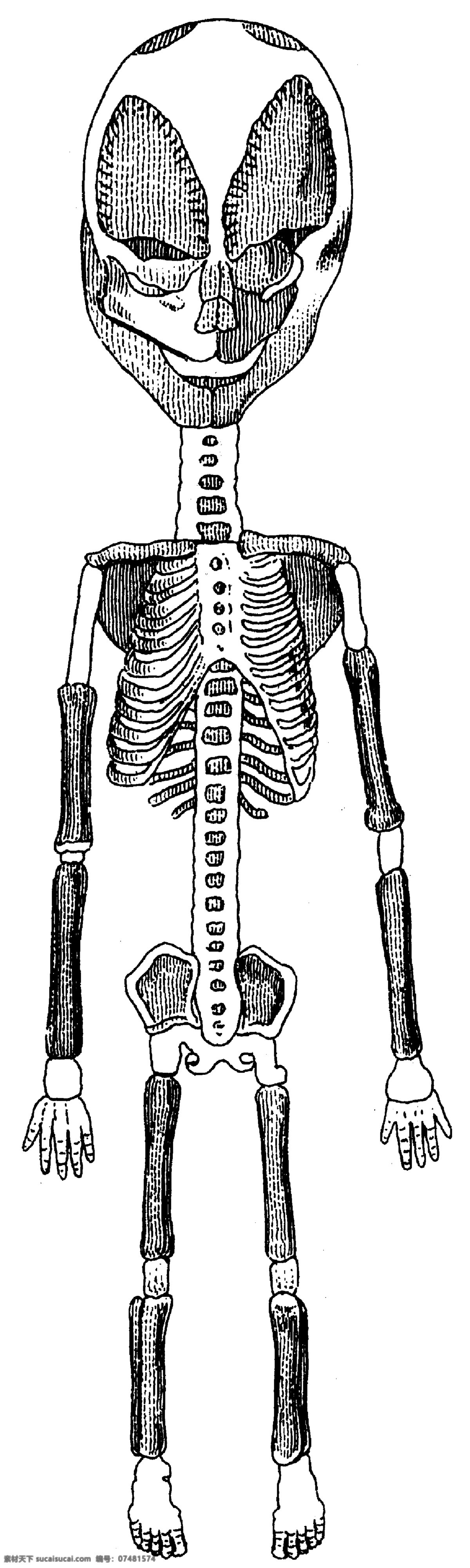 儿童 外星人 骨骼 正面 人体 侧身 全身 解剖 医学 法医 站立 骷髅 肌肉 背面 弯曲 血管 神经 内脏 人体解剖 医疗护理 现代科技