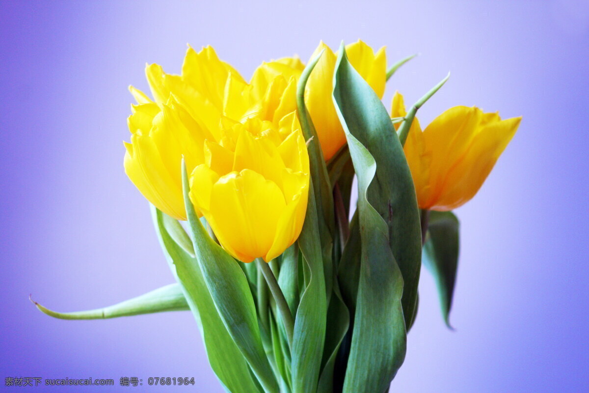 唯美 黄色 郁金香 花卉图片 花束 郁金香花 鲜花