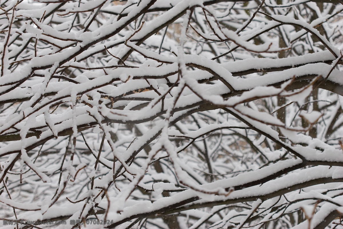 树枝 上 白雪 冬天雪景 冬季 美丽风景 美丽雪景 积雪 风景摄影 树木 树林 山水风景 风景图片