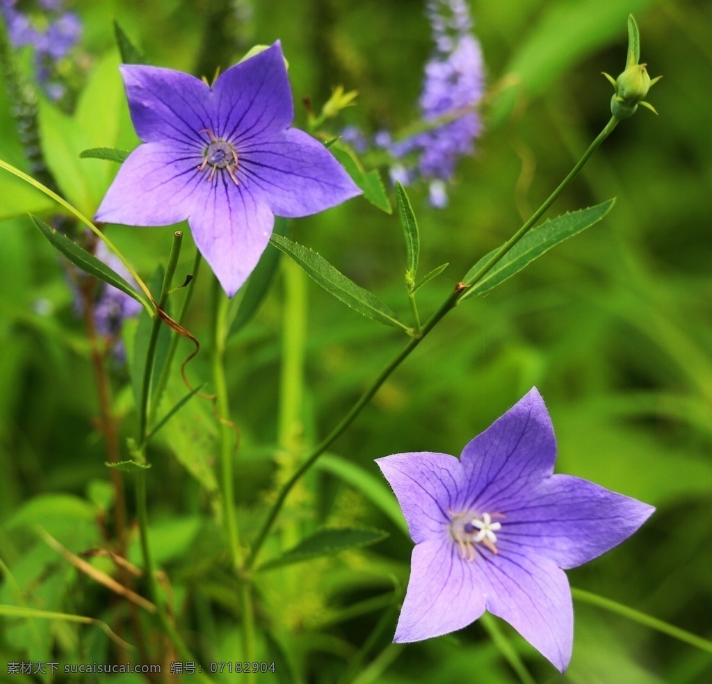 茑萝 沈阳 沈水湾公园 绿叶 绿茎 紫花 花草 生物世界