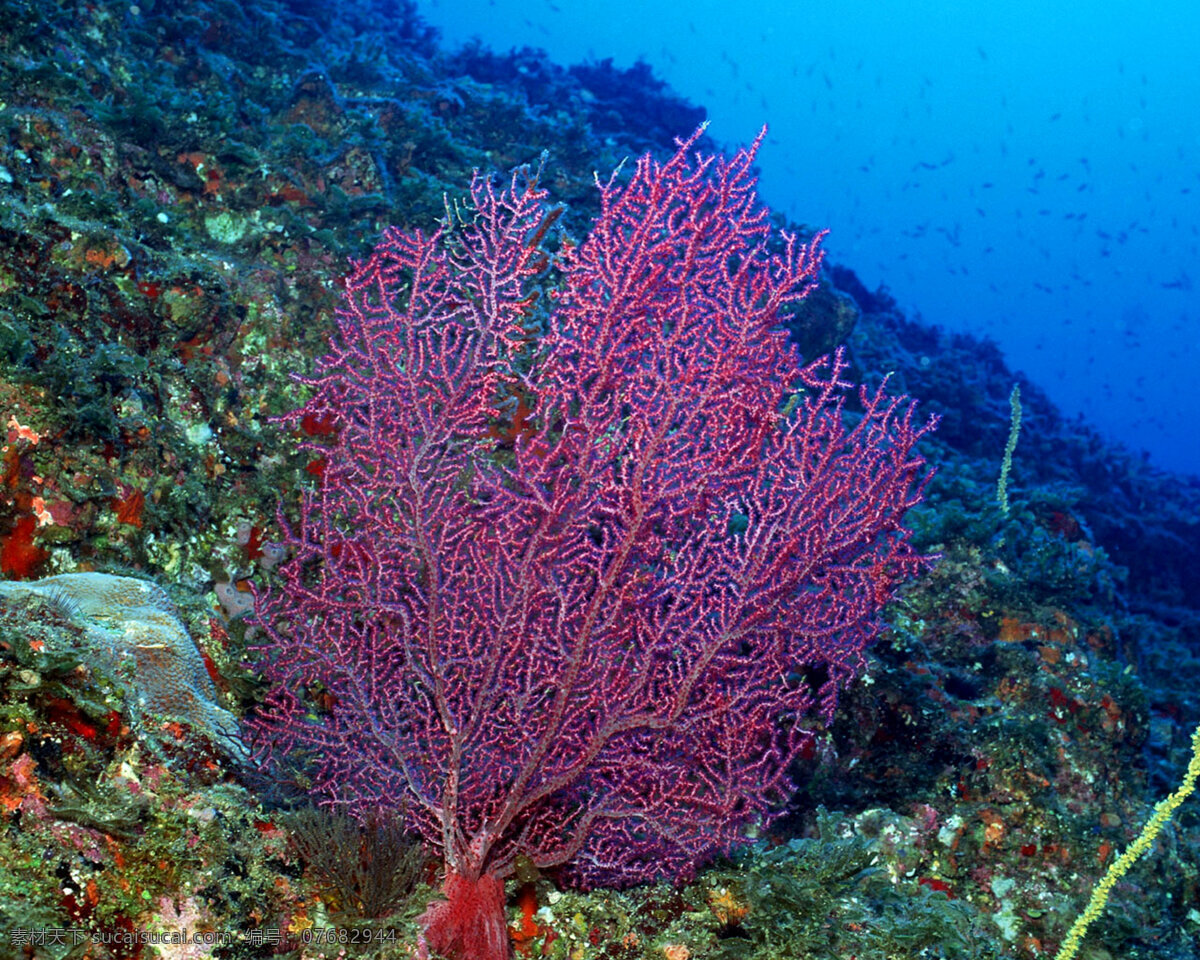 海洋生物 海底世界 海洋 礁石 生物世界 鱼 鱼类 珊蝴礁石 珊蝴 海底景色