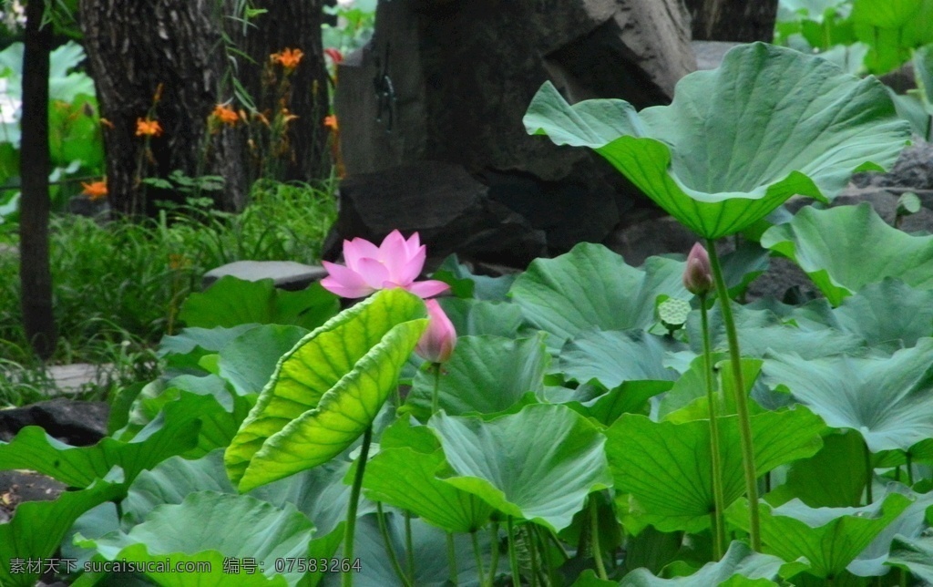 荷叶荷花 荷塘风景 荷塘荷花荷叶 花朵 花瓣 园林风景 荷花 荷叶 荷塘 荷花摄影 园林 植物 花草 湖水 绿叶 荷花荷叶荷塘 生物世界