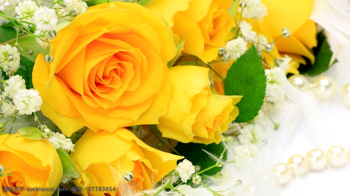 黄 玫瑰 满天星 花卉 照片 花草 黄色 白色 生物世界