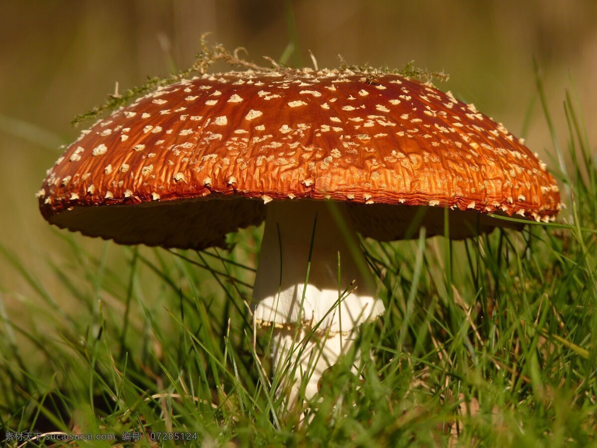 绿 草地 上 蘑菇 绿草地 野蘑菇 红蘑菇 绿草 白色的柄