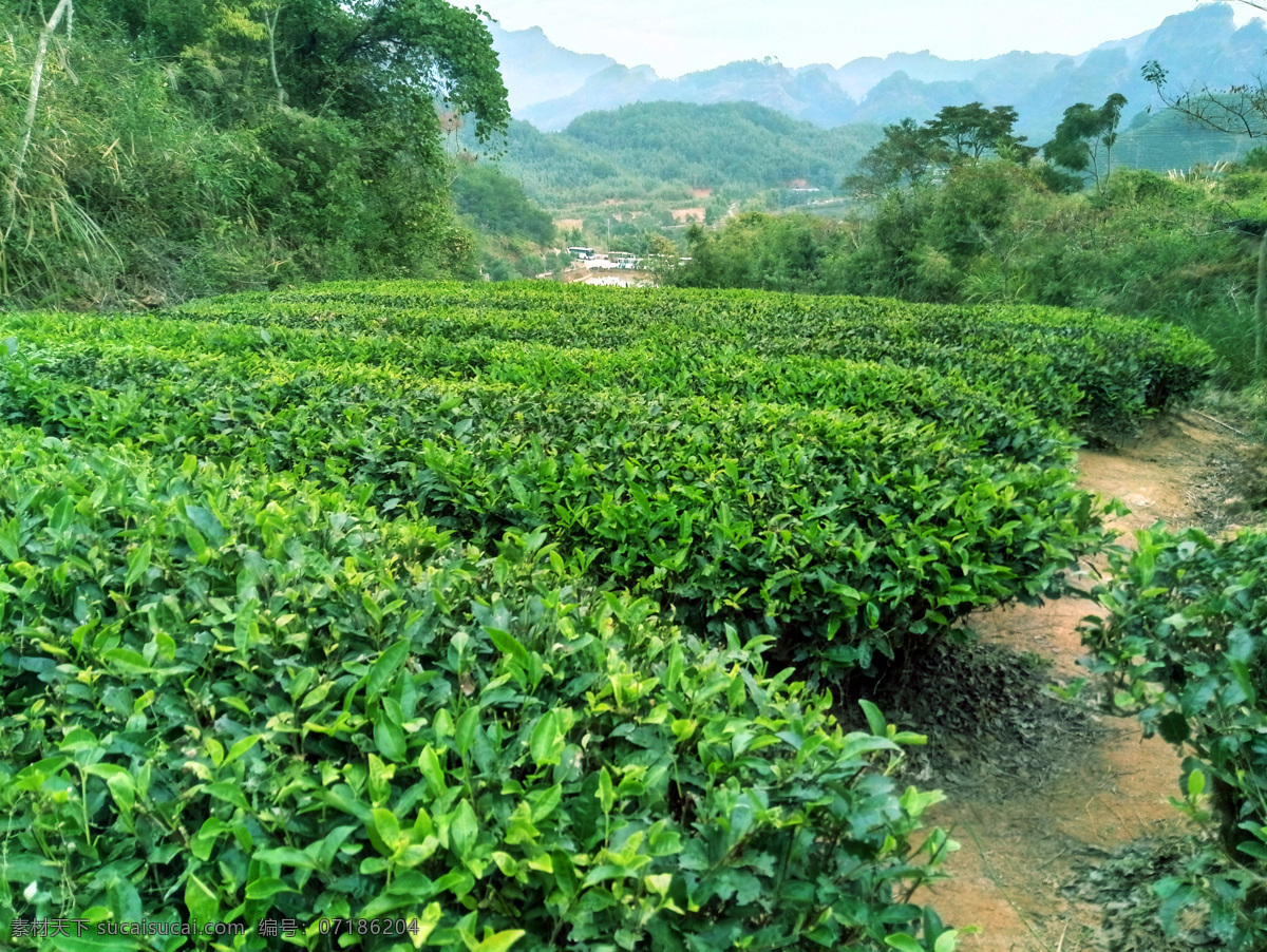 茶园 茶田 茶树 山茶 远山 自然风景 旅游摄影 国内旅游