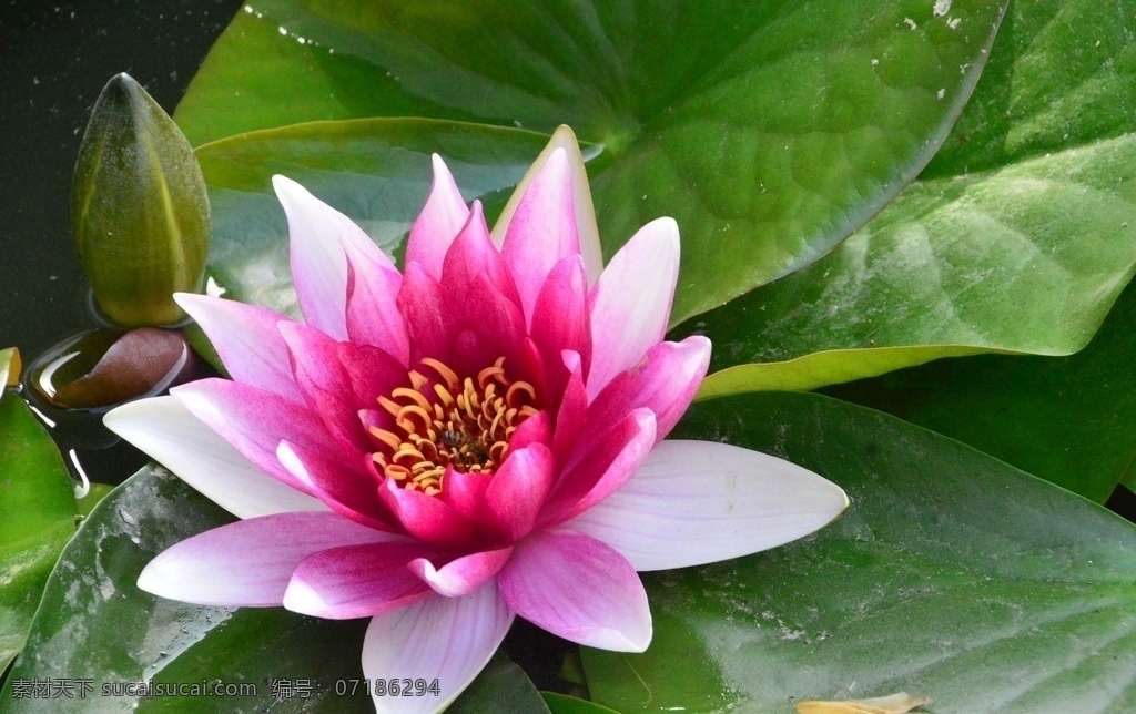 荷塘 子午莲 倒影 睡莲特写 花儿 花朵 花卉 水芹莲 荷花 植物 花草 荷叶 湖水 绿叶 叶脉 荷花荷叶荷塘 生物世界