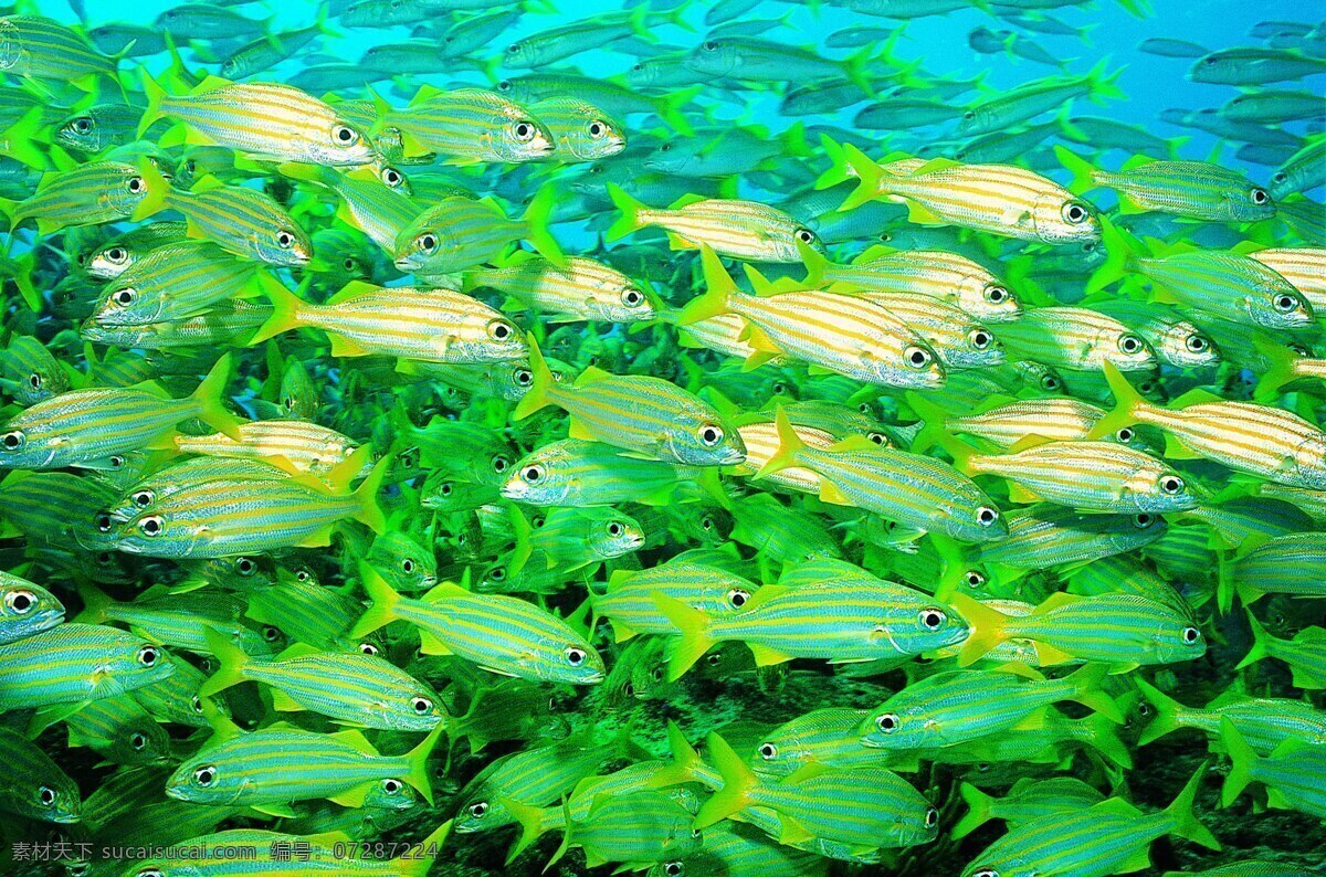 海底世界 海底 鱼群 小黄鱼 清澈的海水 壮观 海洋生物 生物世界