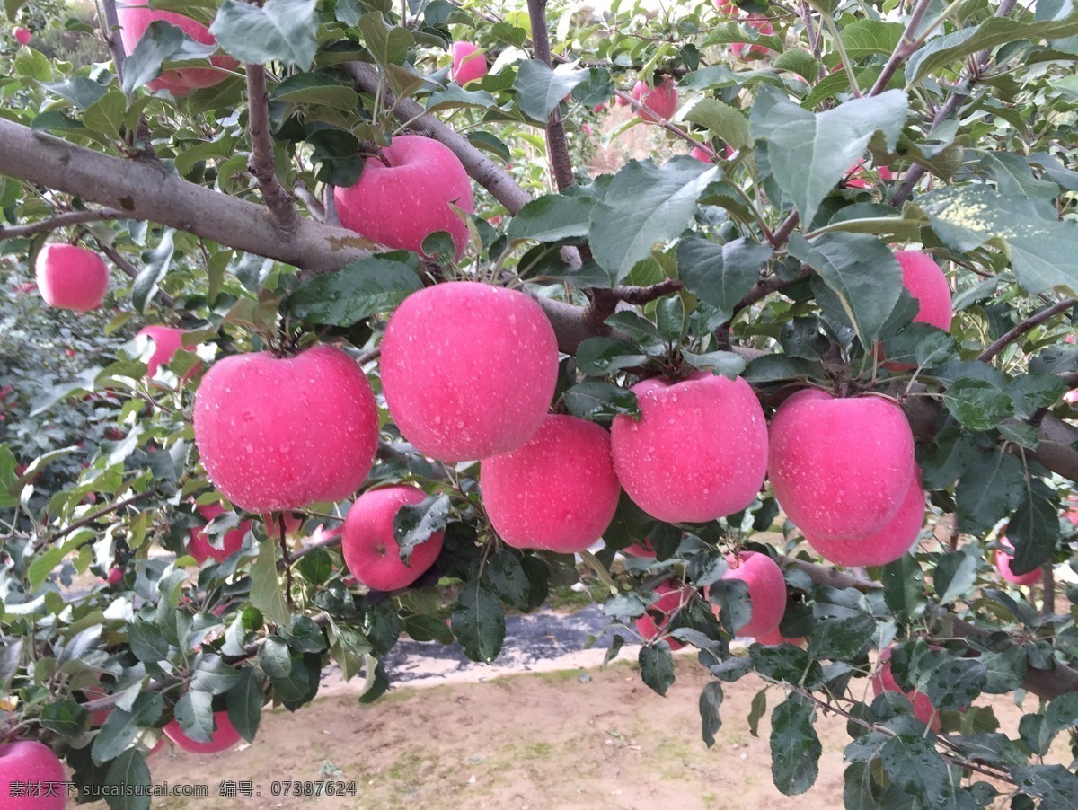 静宁苹果 果园 苹果树 红苹果 农村苹果园 烧烤 自然景观 田园风光