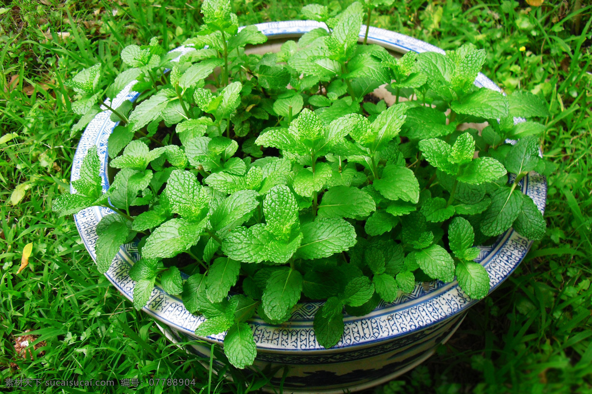 薄荷 清新薄荷 中药材 薄荷油 清凉 生物世界 花草