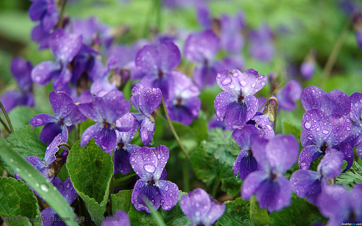 紫罗兰 自然 花朵 生机 绿叶 鲜花 生物世界 花草