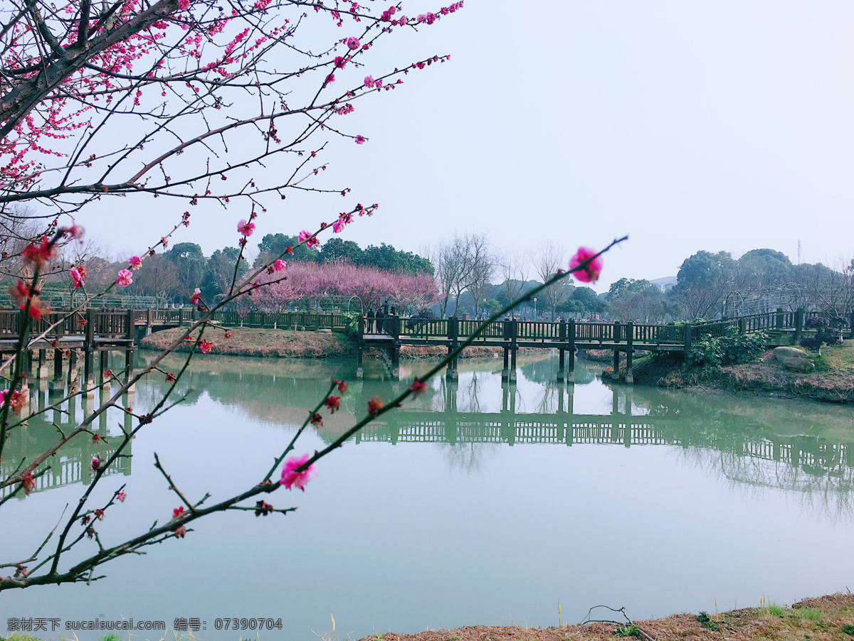 桃花 春天 粉红色 公园 旅游摄影 国内旅游