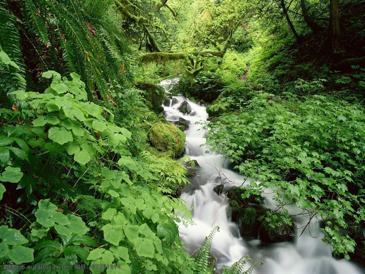 淙淙溪流 淙淙 溪流 美丽 潺潺 绿色