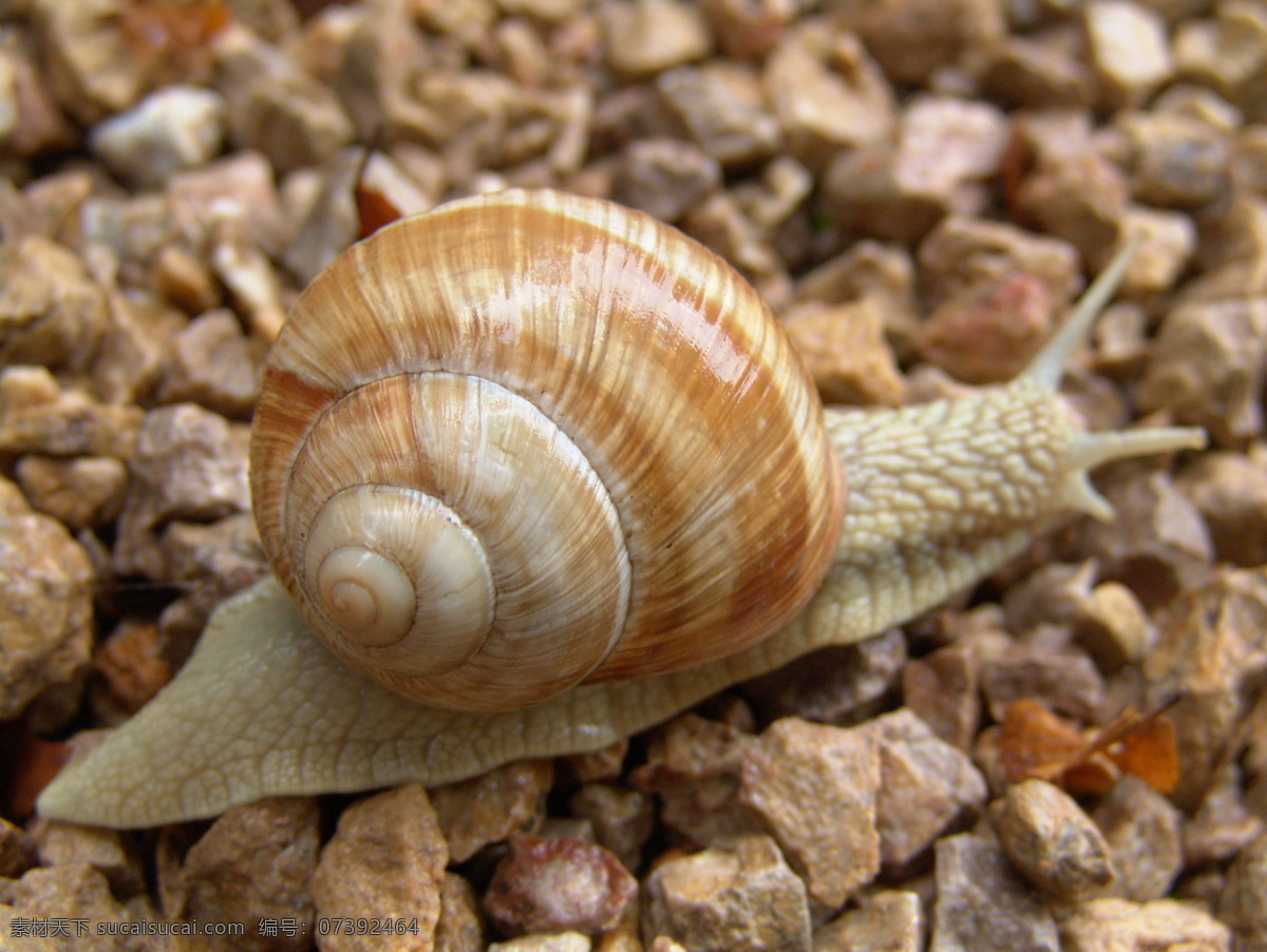 蜗牛 蜗牛触角 蜗牛壳 母子蜗牛 蜗牛爬行 蜗牛精神 蜗牛特写 生物世界 昆虫