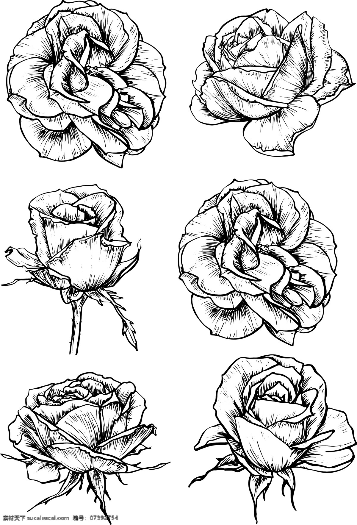 黑白 线条 手绘 玫瑰花 插画 植物 速写 唯美 浪漫