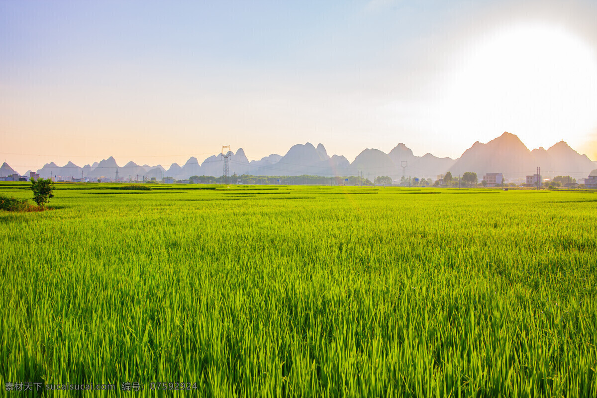 绿油油的稻谷 绿油油 稻谷 风景 背景 海报 水稻 旅游摄影 人文景观