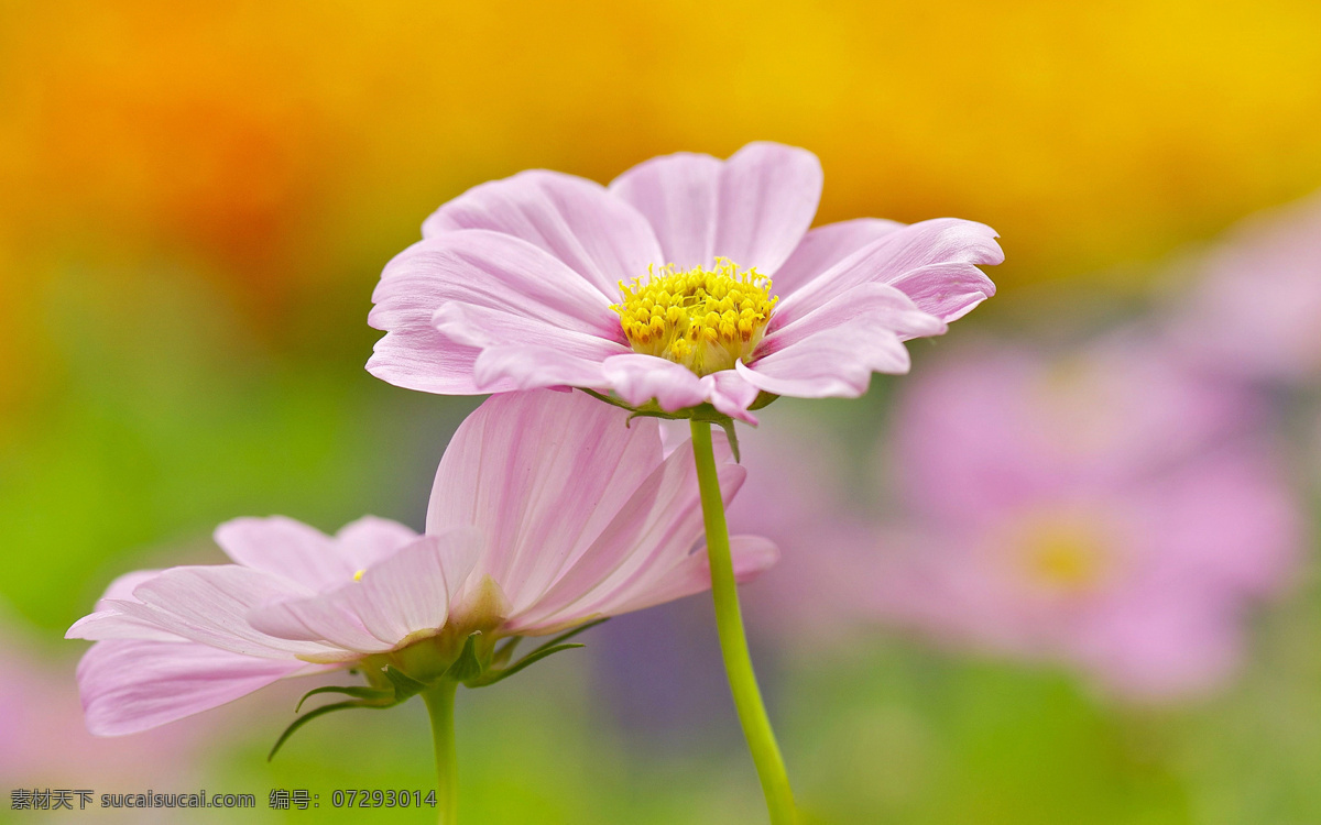唯美 粉色 小雏 菊 高清 花卉 花草 花 植物 花朵