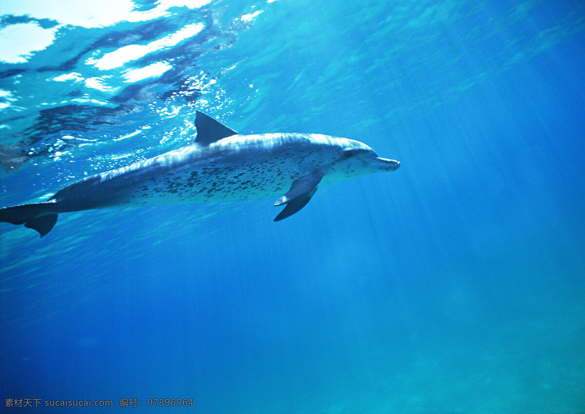 海洋 中 海豚 动物世界 生物世界 海底生物 海洋生物 野生动物 大海 水中生物