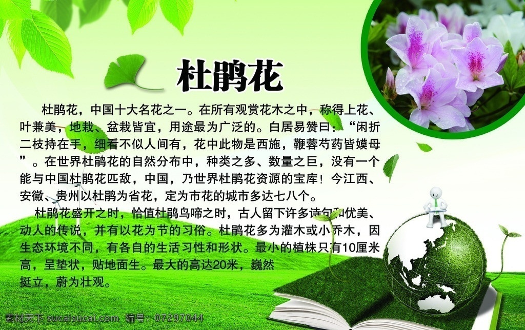 杜鹃花简介 花卉简介 花卉海报 花卉百科 杜鹃花百科 展板模板 广告设计模板 源文件