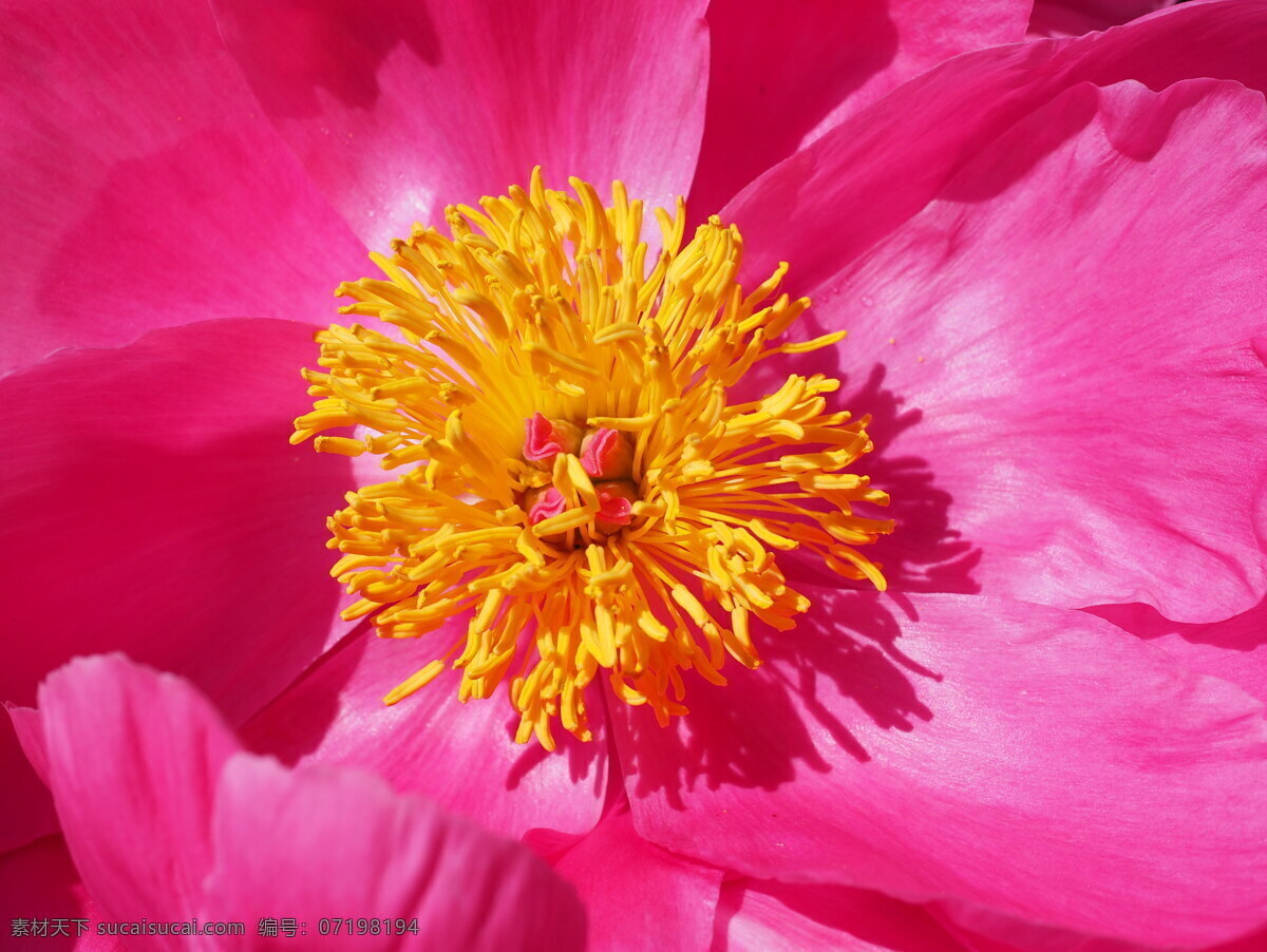 粉色 牡丹 花蕊 高清 红牡丹 红色牡丹 红花 红色花朵